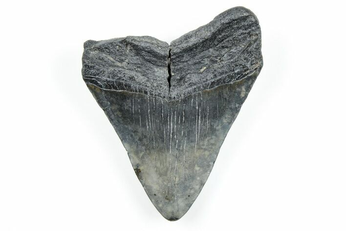 Fossil Megalodon Tooth - South Carolina #171079